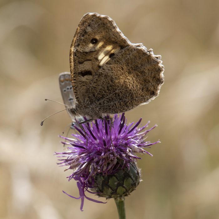 Chazara briseis (Linnaeus, 1764) Berghexe, Steppenpförtner