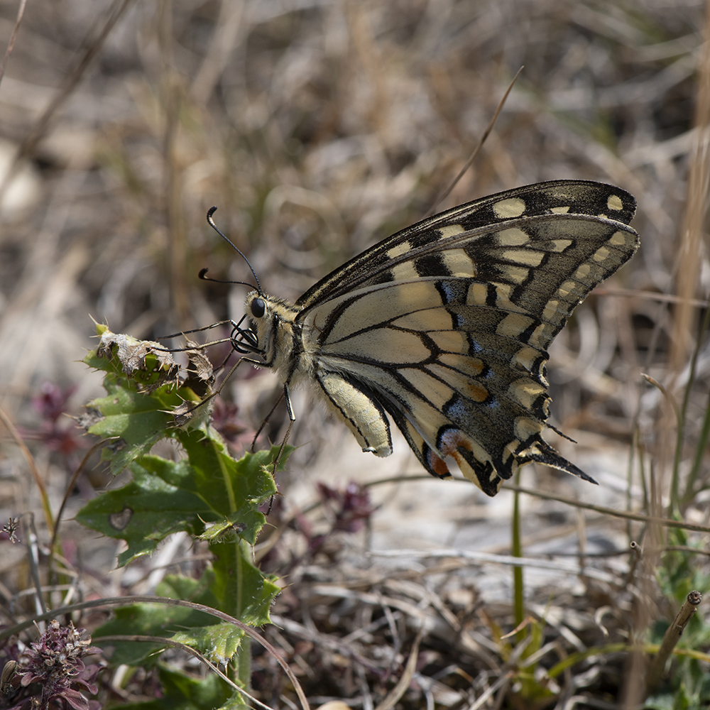 Papilio machaon (Linnaeus, 1758) Schwalbenschwanz