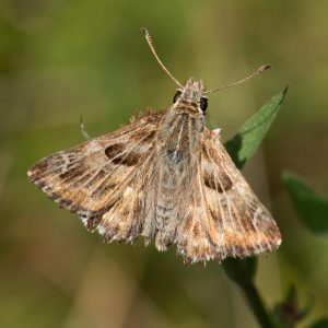 Muschampia floccifera (Zeller, 1847) Heilziest-Dickkopffalter