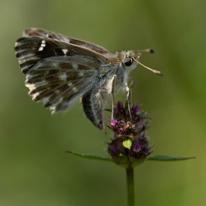 Muschampia floccifera (Zeller, 1847) Heilziest-Dickkopffalter