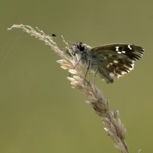Muschampia floccifera (Zeller, 1847) Heilziest-Dickkopffalter