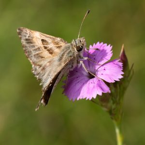 Muschampia floccifera (Zeller, 1847) Heilziest-Dickkopffalter