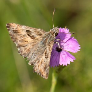 Muschampia floccifera (Zeller, 1847) Heilziest-Dickkopffalter