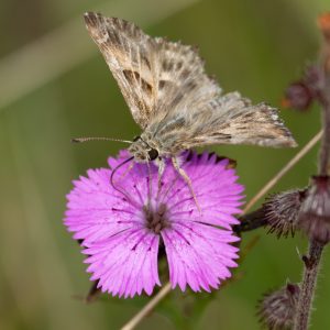 Muschampia floccifera (Zeller, 1847) Heilziest-Dickkopffalter
