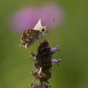 Muschampia floccifera (Zeller, 1847) Heilziest-Dickkopffalter