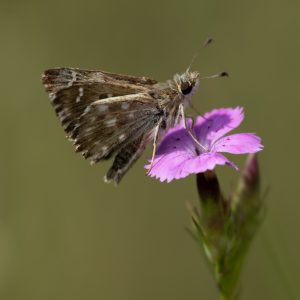 Muschampia floccifera (Zeller, 1847) Heilziest-Dickkopffalter