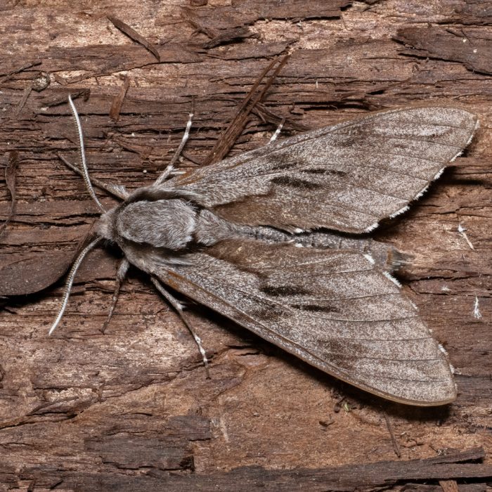 Sphinx pinastri Linnaeus, 1758 Kiefernschwärmer