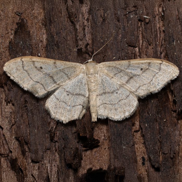 Idaea aversata (Linnaeus, 1758) Dunkelbindiger Doppellinien-Zwergspanner, Breitgebänderter Staudenspanner