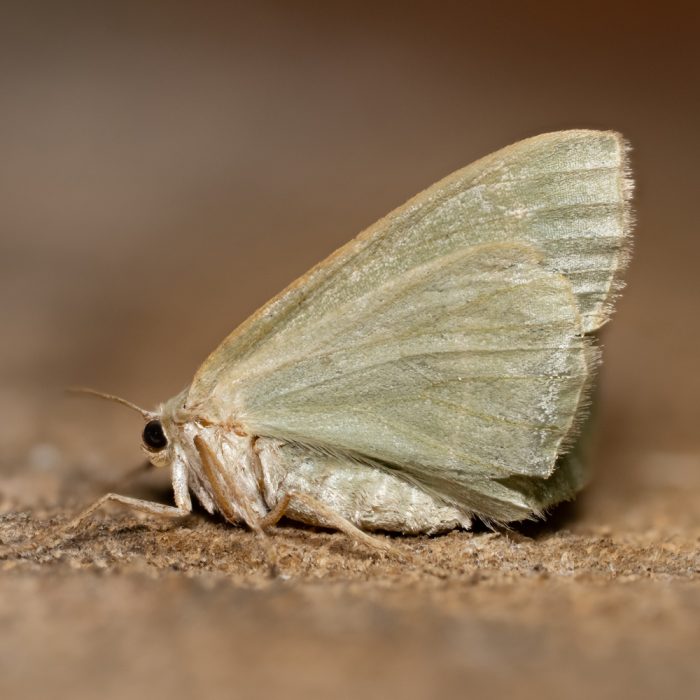 Hylaea fasciaria (Linnaeus, 1758) Zweibindiger Nadelwald-Spanner