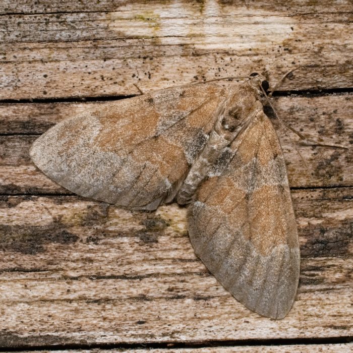 Thera obeliscata (Hübner, 1787) Zweibrütiger Kiefern-Nadelholzspanner