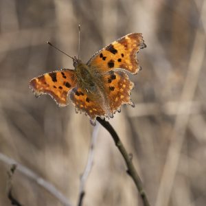 Polygonia c-album (Linnaeus, 1758) C-Falter