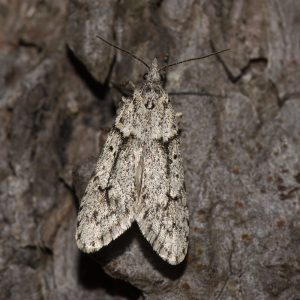 Diurnea fagella (Denis & Schiffermüller, 1775) Buchenmotte, Sängerin