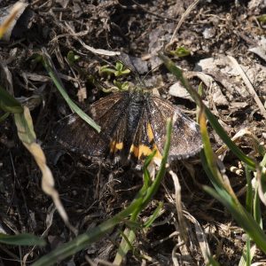 Boudinotiana notha (Hübner, 1803) Auen-Jungfernkind, Mittleres Jungfernkind