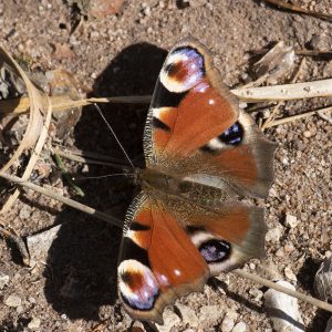 Aglais io (Linnaeus, 1758) Tagpfauenauge