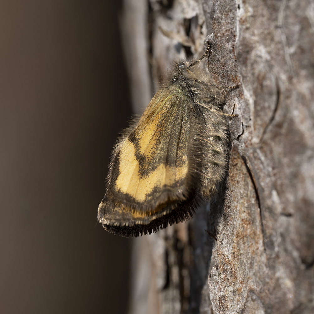 Boudinotiana notha (Hübner, 1803) Auen-Jungfernkind, Mittleres Jungfernkind