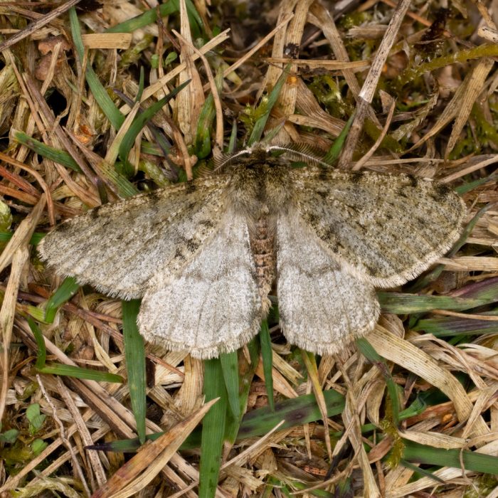 Phigalia pilosaria (Denis & Schiffermüller, 1775) Schneespanner