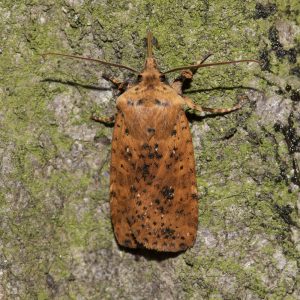 Conistra rubiginea (Denis & Schiffermüller, 1775) Rost-Wintereule
