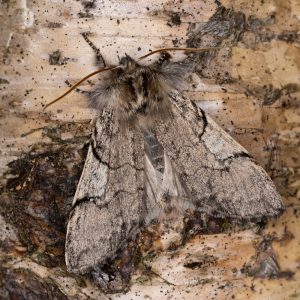Achlya flavicornis (Linnaeus, 1758) Gelbhorn-Eulenspinner