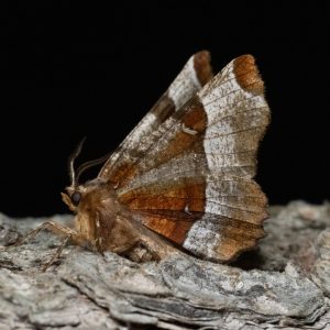 Selenia tetralunaria (Hufnagel, 1767) Violettbrauner Mondfleckspanner