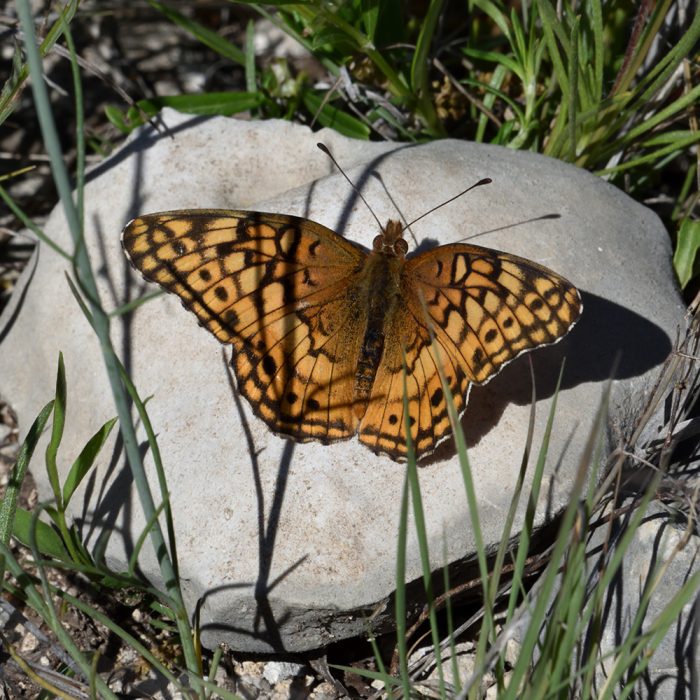 Euptoieta claudia (Cramer, 1775) Variegated Fritillary
