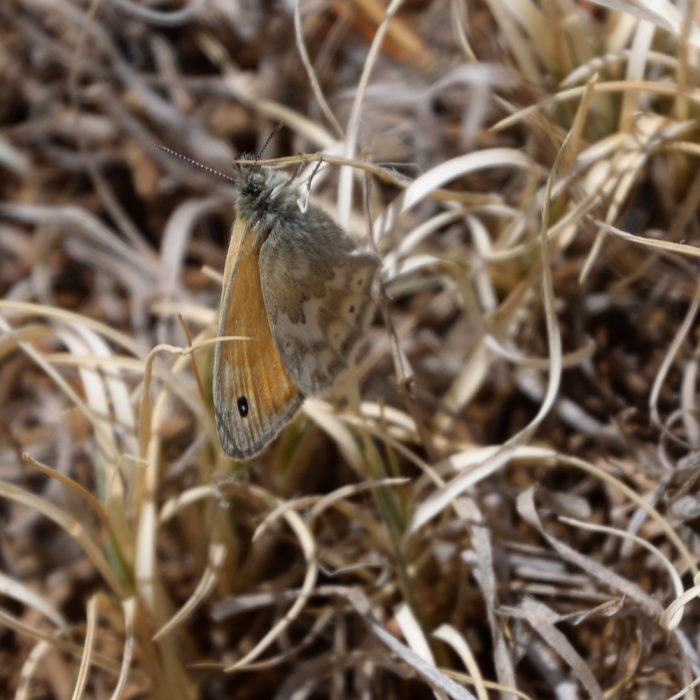 Coenonympha tullia (Müller, 1764) Common Ringlet