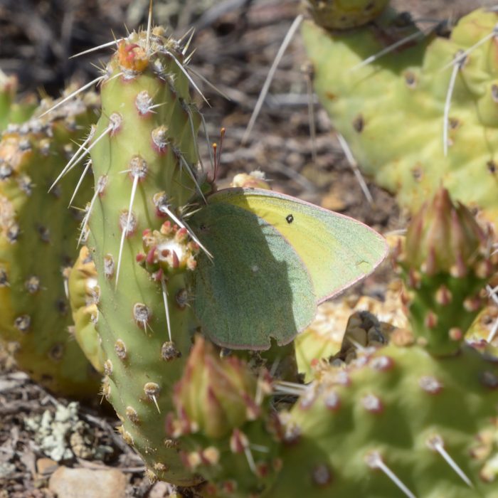 Colias alexandra (W.H. Edwards, 1863) Queen Alexandra's Sulphur