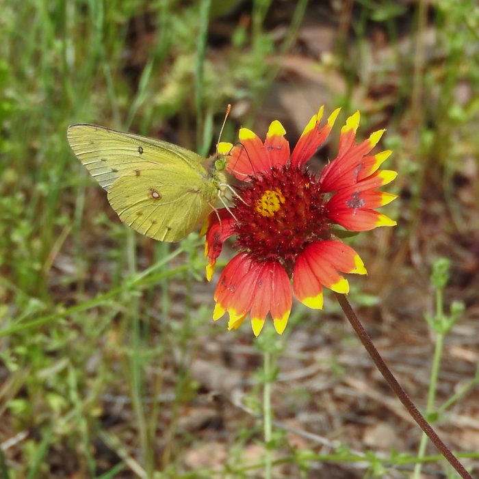 Colias philodice (Godart, 1819) Clouded Sulphur
