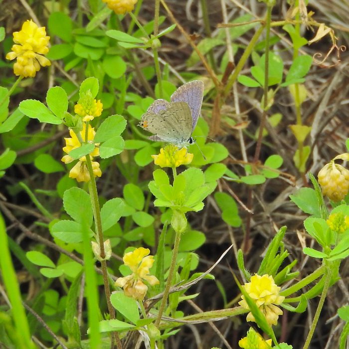 Cupido comyntas (Godart, 1824) Eastern Tailed-Blue