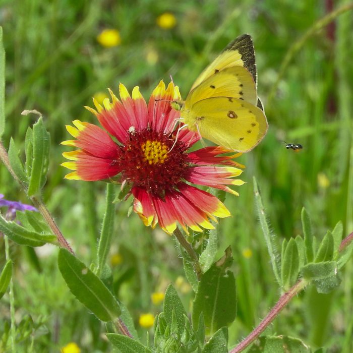 Colias eurytheme (Boisduval, 1852) Orange Sulphur