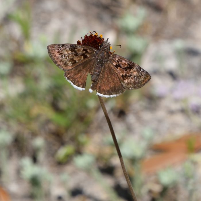 Erynnis tristis (Boisduval, 1852) Mournful Duskywing