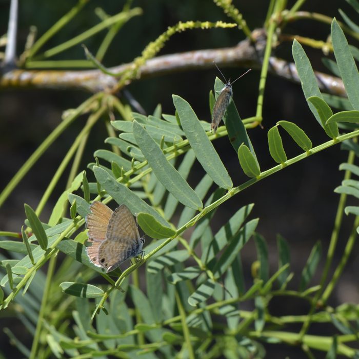 Leptotes marina (Reakirt, 1868) Marine Blue