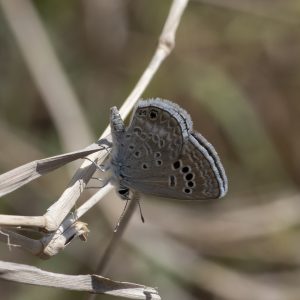 Echinargus isola (Reakirt, 1867) Reakirt’s Blue