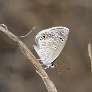 Echinargus isola (Reakirt, 1867) Reakirt’s Blue