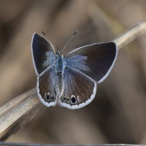 Echinargus isola (Reakirt, 1867) Reakirt’s Blue