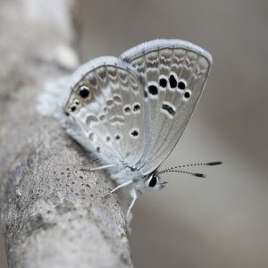 Echinargus isola (Reakirt, 1867) Reakirt’s Blue