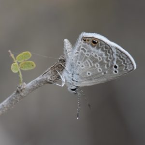 Echinargus isola (Reakirt, 1867) Reakirt’s Blue