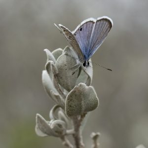 Echinargus isola (Reakirt, 1867) Reakirt’s Blue