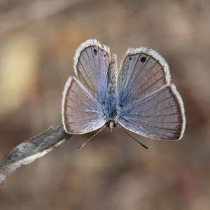 Echinargus isola (Reakirt, 1867) Reakirt’s Blue