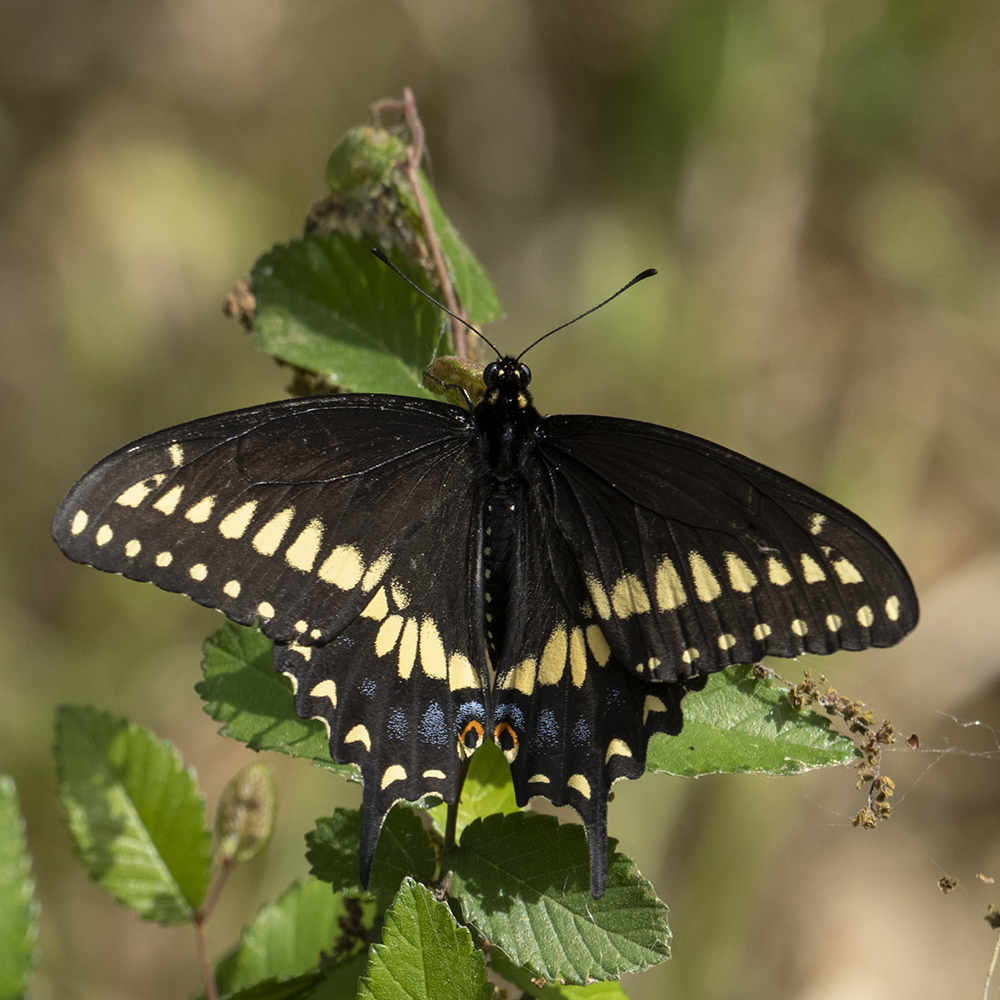 Papilio polyxenes (Fabricius, 1775) Black Swallowtail, Eastern Black Swallowtail, American Swallowtail