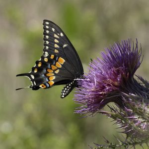 Papilio polyxenes (Fabricius, 1775) Black Swallowtail, Eastern Black Swallowtail, American Swallowtail