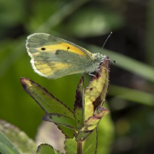 Nathalis iole (Boisduval, 1836) Dainty Sulphur