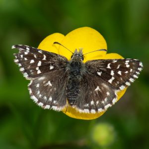Pyrgus malvae (Linnaeus, 1758) Kleiner Würfel-Dickkopffalter