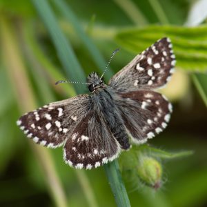 Pyrgus malvae (Linnaeus, 1758) Kleiner Würfel-Dickkopffalter