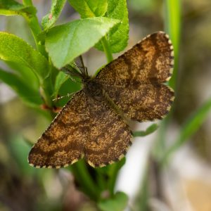 Ematurga atomaria (Linnaeus, 1758) Heideland-Tagspanner, Heidespanner