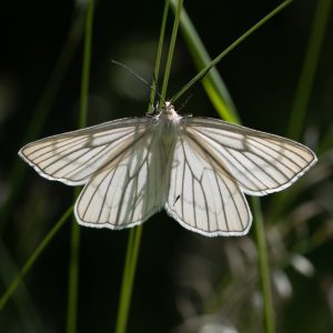 Siona lineata (Scopoli, 1763) Hartheuspanner, Hartheu-Spanner