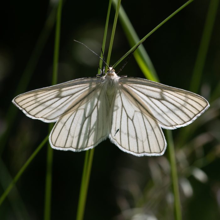 Siona lineata (Scopoli, 1763) Hartheuspanner, Hartheu-Spanner