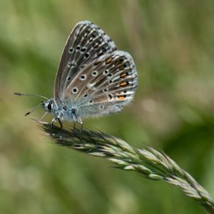 Lysandra bellargus (Rottemburg, 1775) Himmelblauer Bläuling