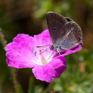 Eumedonia eumedon (Esper, 1780) Storchschnabel-Bläuling