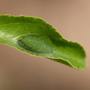 Iphiclides podalirius (Linnaeus, 1758) Segelfalter