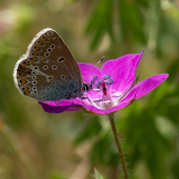 Eumedonia eumedon (Esper, 1780) Storchschnabel-Bläuling